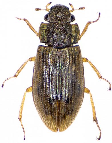 Helophorus sp.